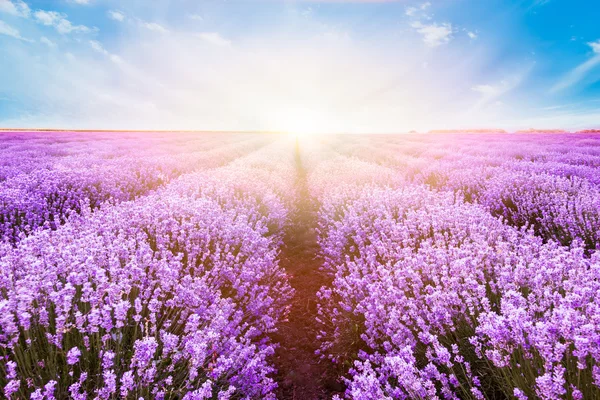 Campo de lavanda florescente sob as cores brilhantes do pôr do sol de verão — Fotografia de Stock