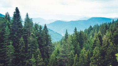 Dağ manzaralı çam ormanlı tepeler.