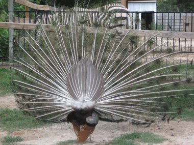 Genellikle tavus kuşu olarak bilinen Hintli erkek bir Peafowl 'un dikiz görüntüsü.