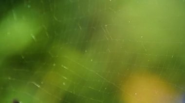 Yeşil bulanık arka planlı vahşi doğada sallanan parlak örümcek ağı, Joro örümceği Trichonephila clavata 'nın altın ağı.