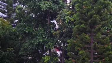 Ağaçların yeşil doğal arka planına sahip eko-dost bir şehirde yağmurlu hava veya yağmur yağması.