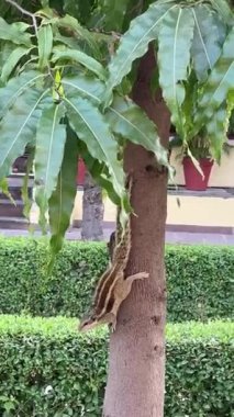 Ağaçtan inen sincabın yakın çekimi.