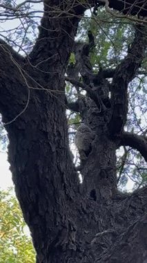 Ormandaki bir ağaçta oturup dinlenen bir baykuş