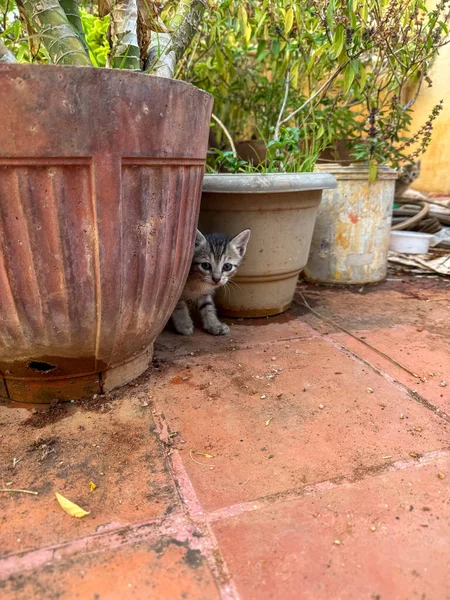 Terasta çömleğin ortasında oturan yeni doğmuş bağımsız kedi yavrusu.
