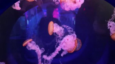 Pacific Sea Nettles translucent Jellyfishes with glow light effect at the Aquarium