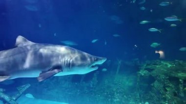 Underwater Scene With Large Sand Tiger Shark Swimming Near Rocks In Aquarium