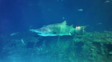 Underwater Scene With Large Sand Tiger Shark Swimming Near Rocks In Aquarium