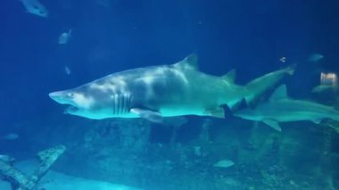 Underwater Scene With Large Sand Tiger Shark Swimming Near Rocks In Aquarium