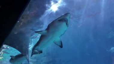 Underwater Scene With Large Sand Tiger Shark Swimming Near Rocks In Aquarium