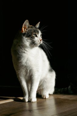 Tam Vücut Benekli Kedi Siyah Arkaplanda Sağa Bakıyor