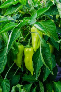 bir alan veya plantasyon içinde büyüyen genç yeşil biber