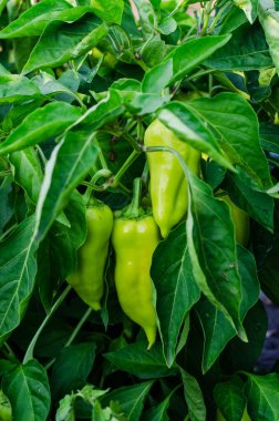bir alan veya plantasyon içinde büyüyen genç yeşil biber