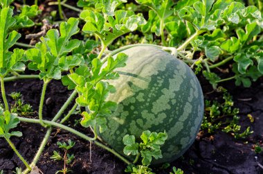 Karpuz yaz yeşil kavun alanında. Seçici odak