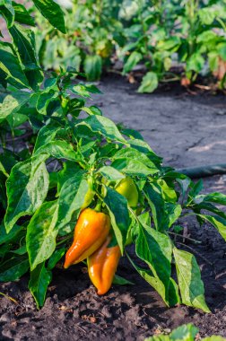 Yeşil ve sarı genç biber bir alan veya plantasyon içinde büyüyen. Seçici odak