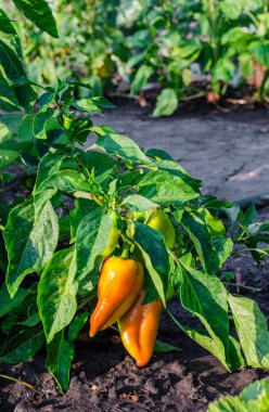 Yeşil ve sarı genç biber bir alan veya plantasyon içinde büyüyen. Seçici odak