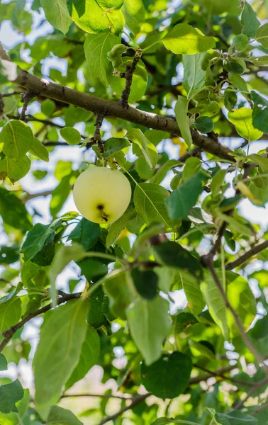 Mogna äpplen hängde på en gren i trädgården. Selektivt fokus — Stockfoto