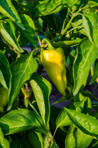 Grüne junge Paprika, die auf einem Feld oder einer Plantage wächst — Stockfoto