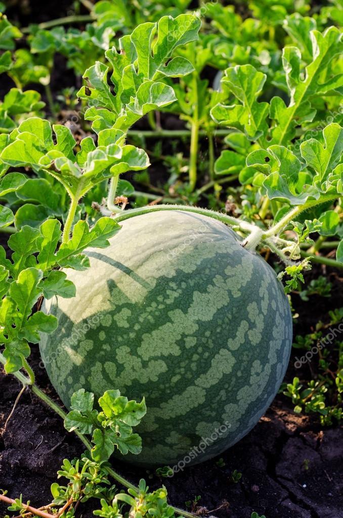 Watermelons on the green melon field in the summer. Selective focus — Stock Photo © tanchy