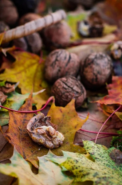 Fatias de abóbora assadas com mel e nozes, sobremesa saudável, conceito de outono — Fotografia de Stock