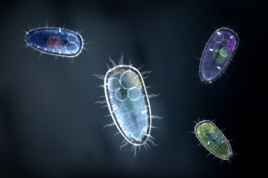 Four transparent and colorful protozoons or unicellular organism clipart
