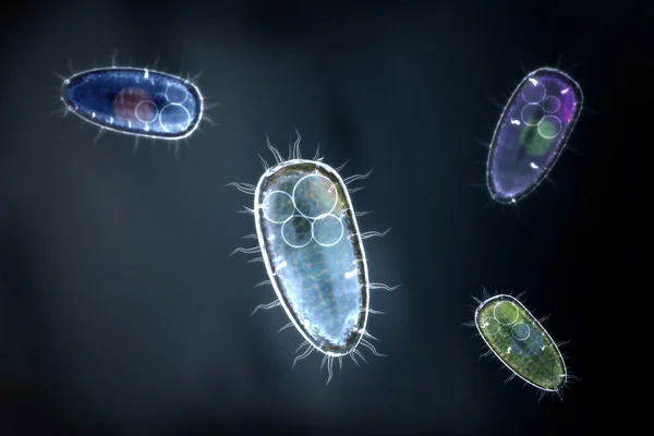 Quatre protozoaires transparents et colorés ou un organisme unicellulaire — Photo