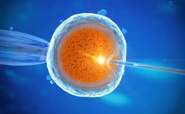 Bir insan yumurta hücresinin in vitro fertilizasyon — Stok fotoğraf