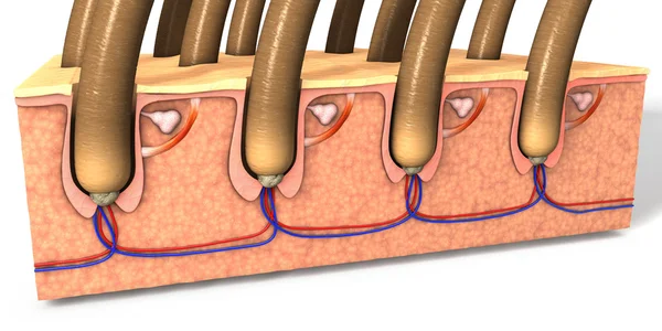 Hautteil mit einem Querschnitt durch die menschliche Haut mit Haarfolli — Stockfoto