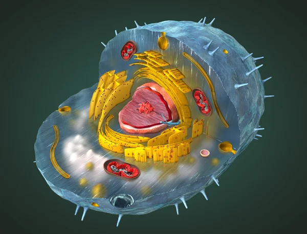 Científicamente correcta ilustración en 3D de la estructura interna de una célula humana, cortada — Foto de Stock