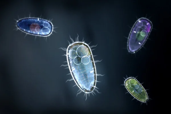 Vier transparente und farbenfrohe Protozoonen oder einzellige Organismen Stockfoto