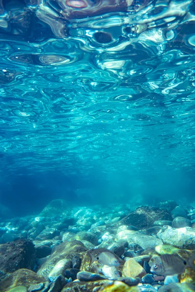 岩の多い海底の動植物の海岸近くの水中写真 — ストック写真