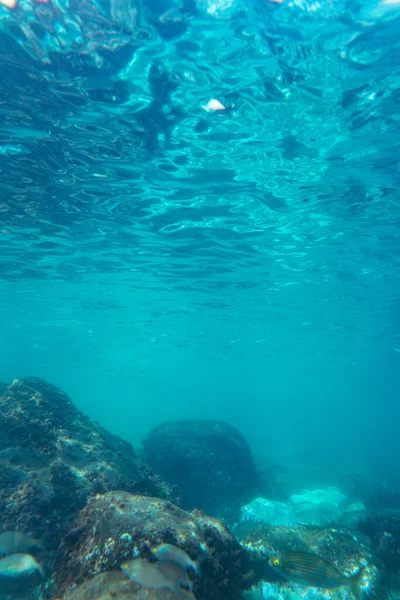 岩の多い海底の動植物の海岸近くの水中写真 — ストック写真