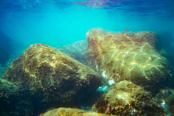 Υποβρύχια Φωτογραφία Κοντά Στην Ακτή Της Χλωρίδας Και Της Πανίδας — Φωτογραφία Αρχείου