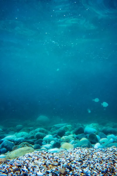 岩の多い海底の動植物の海岸近くの水中写真 — ストック写真