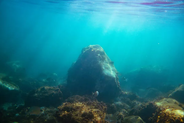 Podwodne Zdjęcie Pobliżu Wybrzeża Flory Fauny Skalistym Dnie Morza — Zdjęcie stockowe