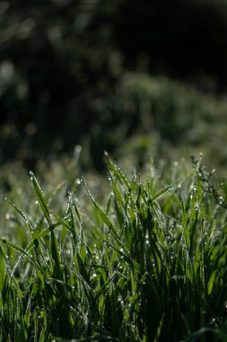 Sabah güneşinde çiğ damlalarıyla çimen yapraklarını kapatın.