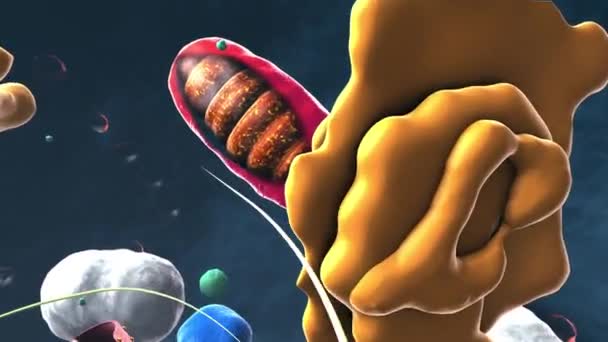 Bestandteile Der Eukaryotischen Zelle Des Zellkerns Der Organellen Und Des — Stockvideo