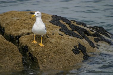 Bir martı Atlantik Okyanusu 'nun dalgalarında yiyecek arayan bir kayanın üzerinde duruyor.