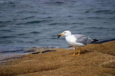 Atlantik Okyanusu 'nun dalgalarında avını yiyen bir martı bir kayanın üzerinde duruyor.