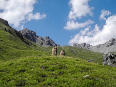 İsviçre Alplerinde bir çayırda duran iki sığır ve arka planda dağlar ve bulutlar var.