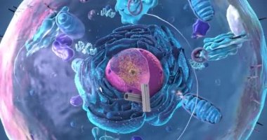 Ökaryotik hücrenin, çekirdeğin, organellerin ve plazma zarının kusursuz döngüsü - 3d illüstrasyon