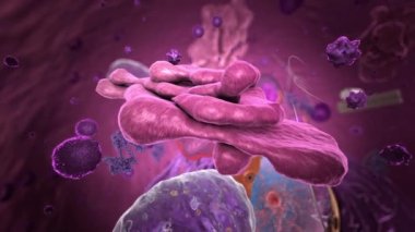 Eukaryote 'nin içindeki organizasyonlar, Golgi aygıtlarına odaklanın - 3d illüstrasyon