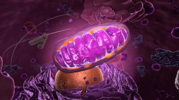 Organen Eukaryote Focus Mitochondriën Illustratie — Stockvideo