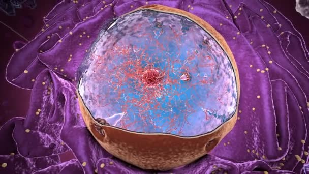 Organelos Dentro Eukaryote Enfoque Núcleo Ilustración — Vídeo de stock