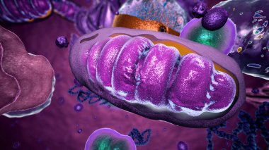 Organelles inside Eukaryote, focus on mitochondria - 3d illustration clipart