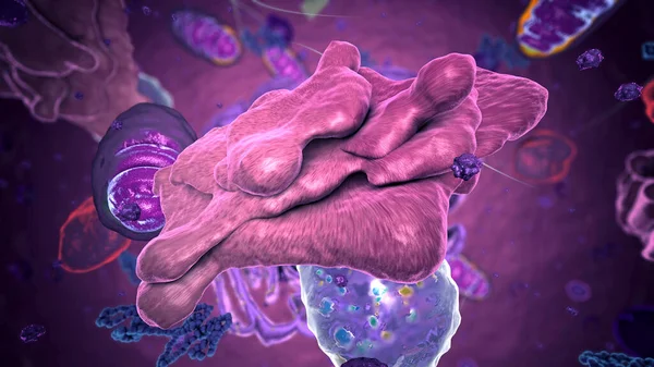 Organen Eukaryote Focus Golgi Apparatuur Illustratie — Stockfoto