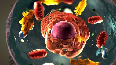 Ökaryotik hücre, çekirdek ve organel ve plazma zarının içinde altbirimler - 3d illüstrasyon