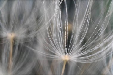 İlkbaharda rüzgarla taşınan bir karahindibanın tohumlarını kapat.