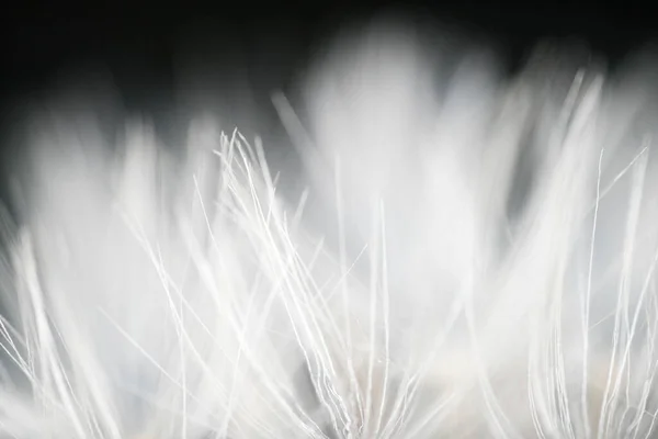 Close Seeds Dandelion Spring Which Transported Wind — Stock Photo, Image