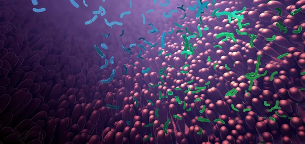 Βακτήρια Μέρος Του Εντερικού Μικροβιώματος Στο Πεπτικό Σύστημα Εικονογράφηση — Φωτογραφία Αρχείου