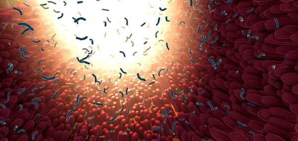Βακτήρια Μέρος Του Εντερικού Μικροβιώματος Στο Πεπτικό Σύστημα Εικονογράφηση — Φωτογραφία Αρχείου